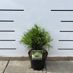 Dáždnikovec praslenovitý (Sciadopitys Verticillata) - japonská borovica – výška 20-30 cm, kont. C3L